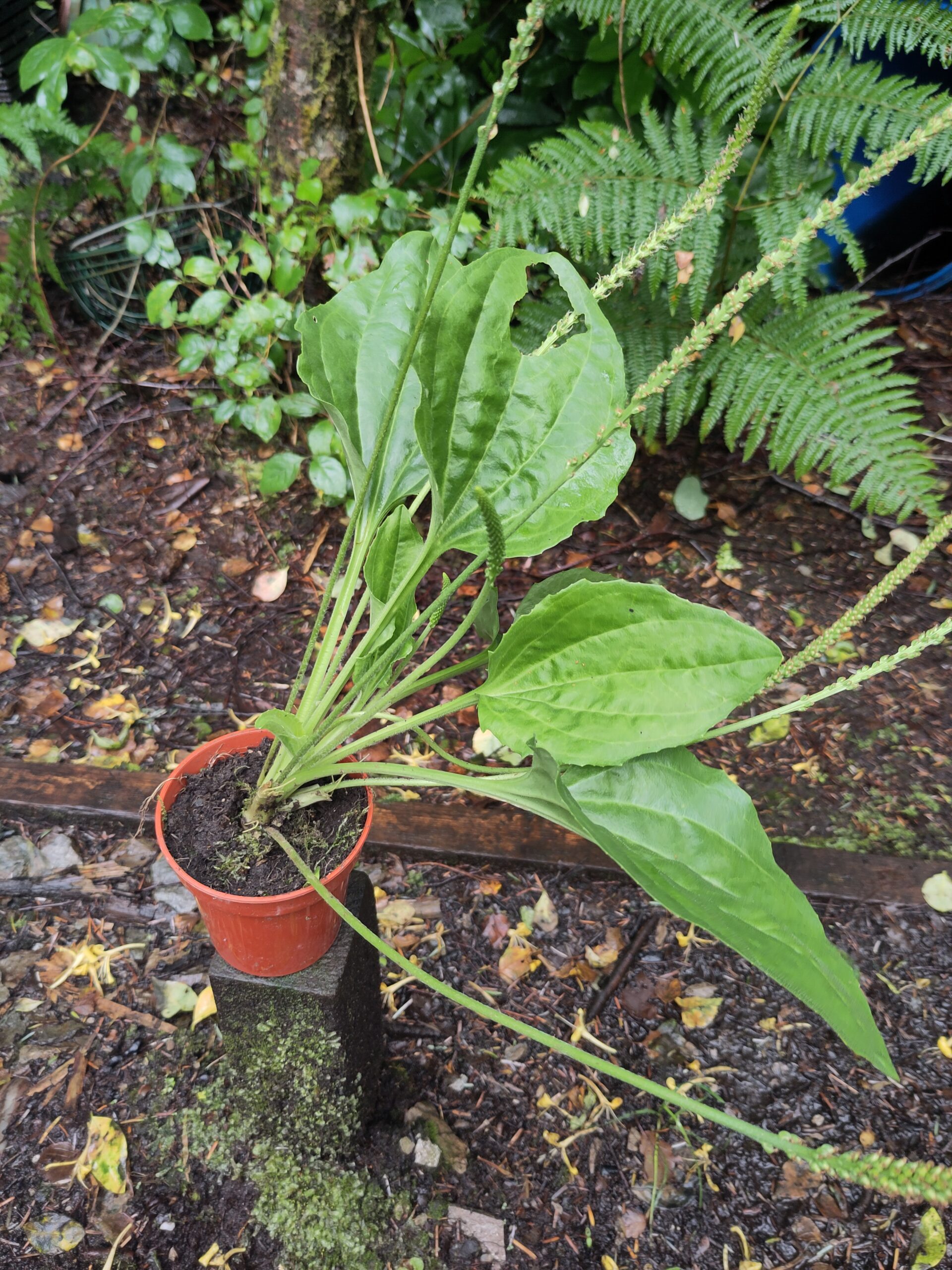 Ribwort Plantain - Plantago lanceola - L. - Image 2