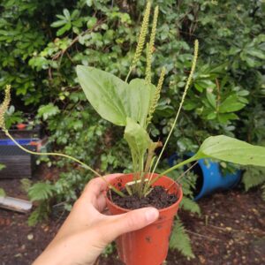 Ribwort Plantain - Plantago lanceola - L.