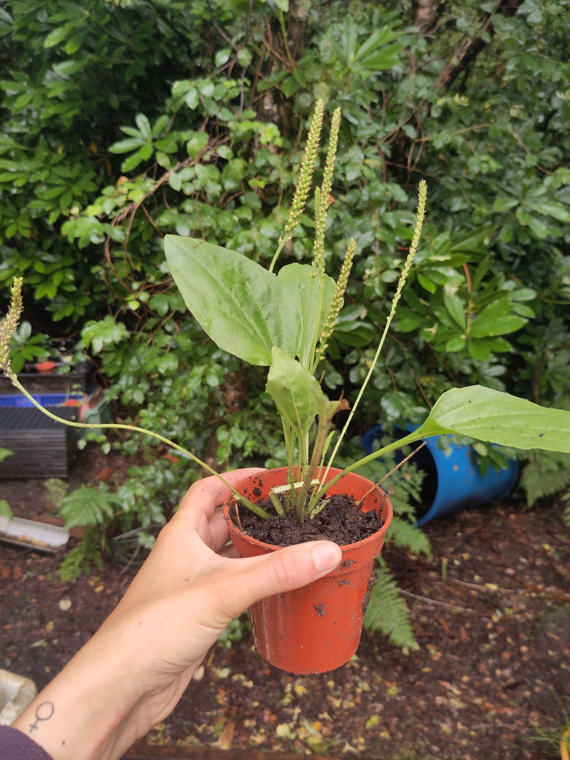Ribwort Plantain - Plantago lanceola - L.