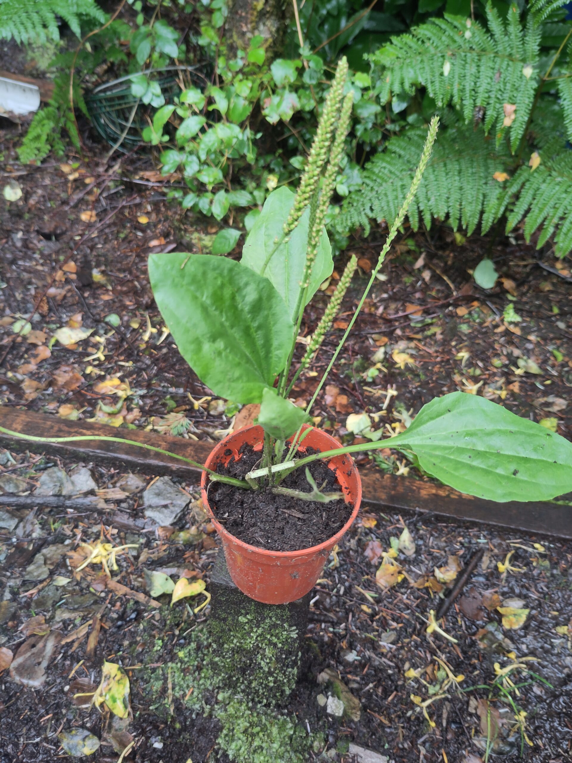 Ribwort Plantain - Plantago lanceola - L. - Image 3
