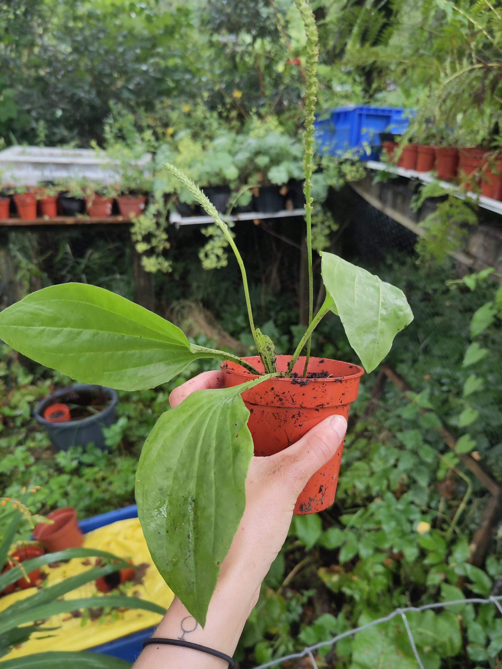 Ribwort Plantain - Plantago lanceola - L. - Image 4