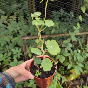 Nasturtium