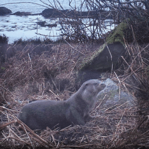 A wildlife walk with Otter for 1.5 hours - suitable for kids