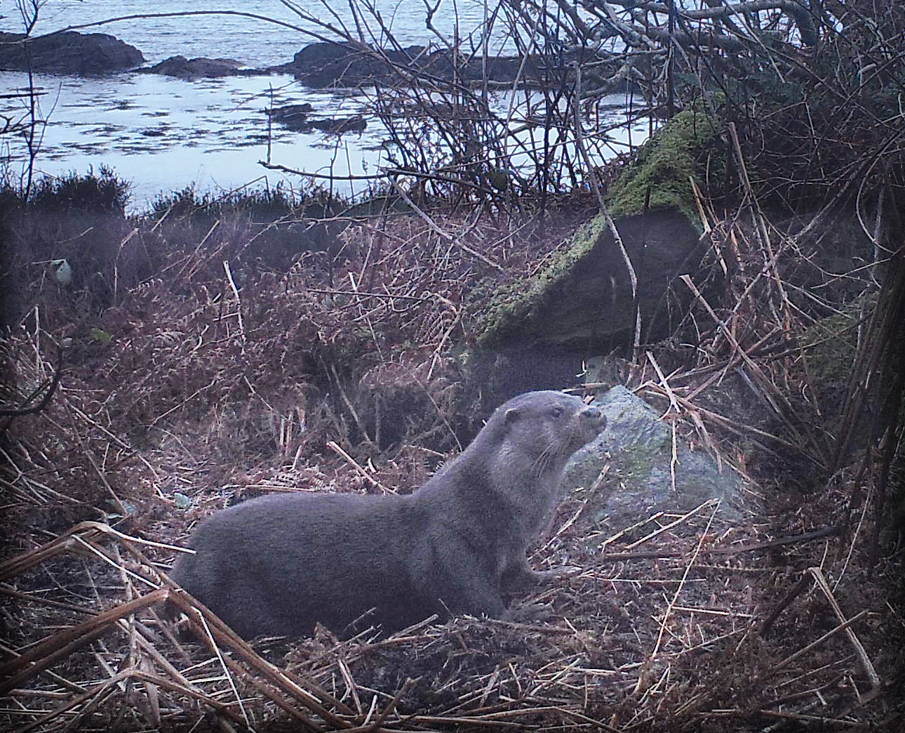 A wildlife walk with Otter for 1.5 hours - suitable for kids