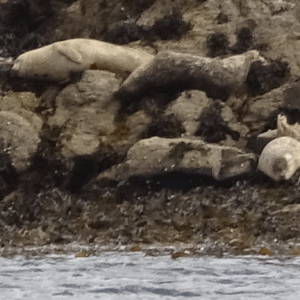 🌿 Help Us Watch Over the Wild – And Share the View! 🐦